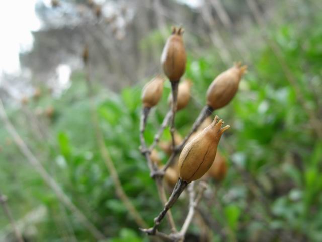 Silene cfr. fruticosa